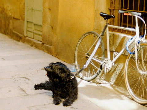 Weißes Rennrad mit blauem Spiralschloss am Rahmen lehnt an einer Hauswand, davor liegt ein angeleinter schwarzer Hund